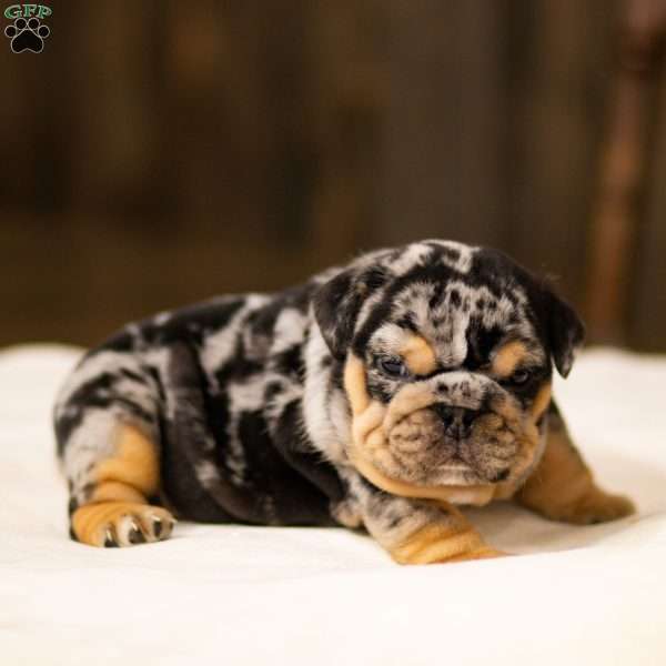 Stephen, English Bulldog Puppy